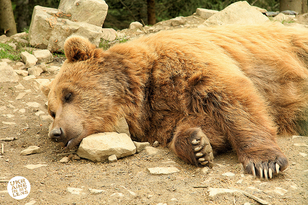 Синевирский центр реабилитации бурого медведя
